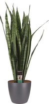 FloraExpert - Sansevieria - 100 Cm - Ø 30