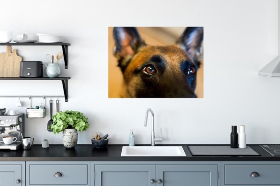 Gros plan du front d'un Poster Malinois 80x60 cm - Tirage photo sur Poster (décoration murale salon / chambre) / Poster Animaux domestiques