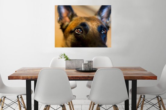 Gros plan du front d'un Poster Malinois 80x60 cm - Tirage photo sur Poster (décoration murale salon / chambre) / Poster Animaux domestiques
