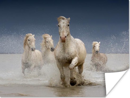 Poster Paarden - Water - Modder - 80x60 cm