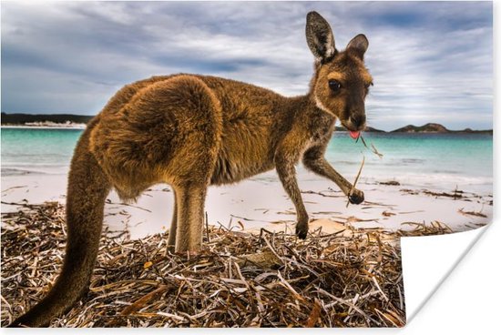 Wallaby op het strand Poster 120x80 cm - Foto print op Poster (wanddecoratie woonkamer / slaapkamer) / Wilde dieren Poster