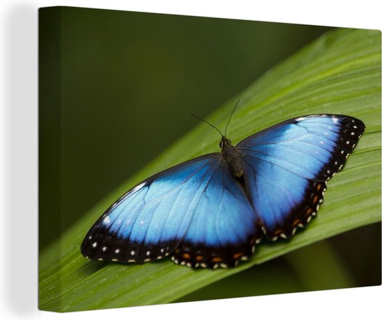 Canvas schilderij 150x100 cm - Wanddecoratie Morpho vlinder op blad - Muurdecoratie woonkamer - Slaapkamer decoratie - Kamer accessoires - Schilderijen