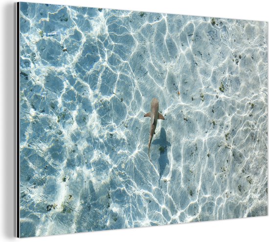 Wanddecoratie Metaal - Aluminium Schilderij - Haai in ondiep water - Dibond