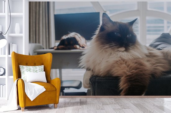 Un chat Ragdoll au repos papier peint photo vinyle largeur 450 cm x hauteur 300 cm - Tirage photo sur papier peint (disponible en 7 tailles)