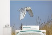 Behang - Fotobehang Sneeuwuil vliegt over het strandgras in New York - Breedte 275 cm x hoogte 220 cm