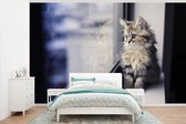 Papier peint photo vinyle - Un chaton persan regardant par la fenêtre largeur 345 cm x hauteur 220 cm - Tirage photo sur papier peint (disponible en 7 tailles)