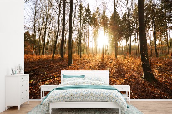 Papier peint vinyle - Le soleil d'automne brille à travers les arbres au coucher du soleil largeur 420 cm x hauteur 280 cm - Tirage photo sur papier peint (disponible en 7 tailles)