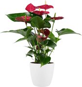 Bloem van Botanicly – Flamingoplant incl. sierpot wit als set – Hoogte: 60 cm – Anthurium Andreanum Success Red