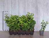18 stuks | Portugese laurier 'Brenelia' P9-tray - Bloeiende plant - Compacte groei - Geschikt als hoge en lage haag - Insectenlokkend - Populair bij vogels - Wintergroen