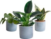 Hellogreen Kamerplant - Trio Groen Geluk - 20 cm - Laos keramiek Blauw