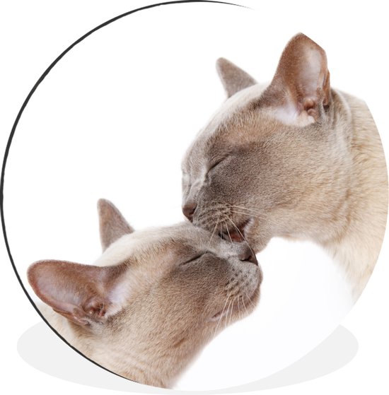 WallCircle - Wandcirkel - Muurcirkel - Twee schattige Burmees katten knuffelen - Aluminium - Dibond - ⌀ 30 cm - Binnen en Buiten