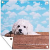 Tuinposters Maltezer hond in een houten doos - 50x50 cm - Tuindoek - Buitenposter