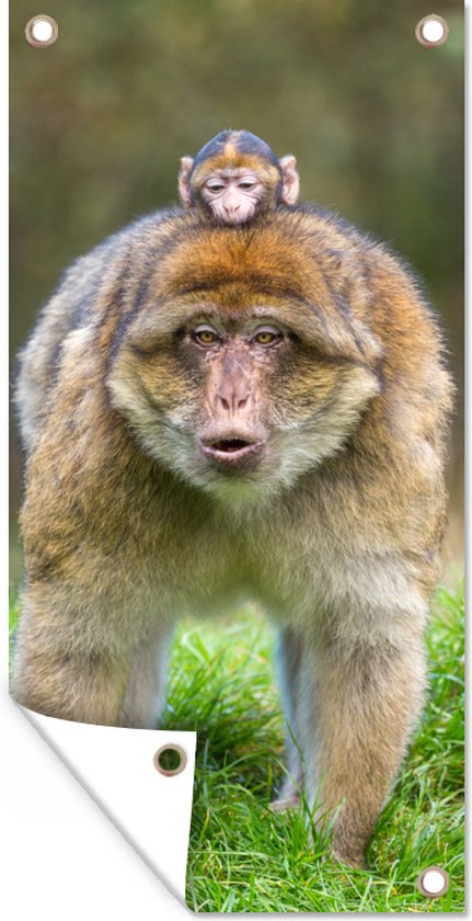 WUFIEA Toile Murale à Représentant Un Animal De L'océan Poster Océan