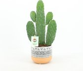 Cactus van Botanicly – Opuntia Consolea in gevormde keramiek pot als set – Hoogte: 35 cm