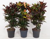 Kamerplanten van Botanicly – 4 × Croton – Hoogte: 90 cm – Codiaeum variegatum Mrs Iceton