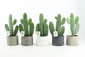 Cactussen van Botanicly – 5 × Opuntia Consolea in keramische pot als set – Hoogte: 35 cm