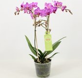 Orchidee van Botanicly – Vlinder orchidee – Hoogte: 45 cm, 1 tak – Phalaenopsis multiflora Stuttgart