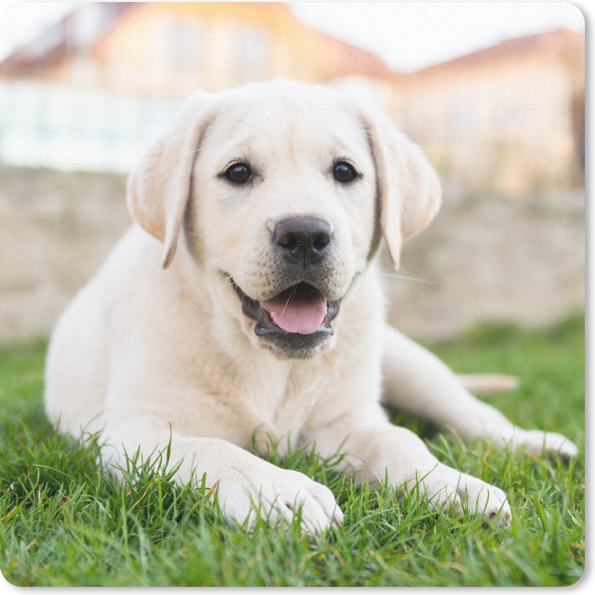 Muismat 20x20 cm - Mousepad Witte Labrador Retriever die in het gras ligt - Muismatten