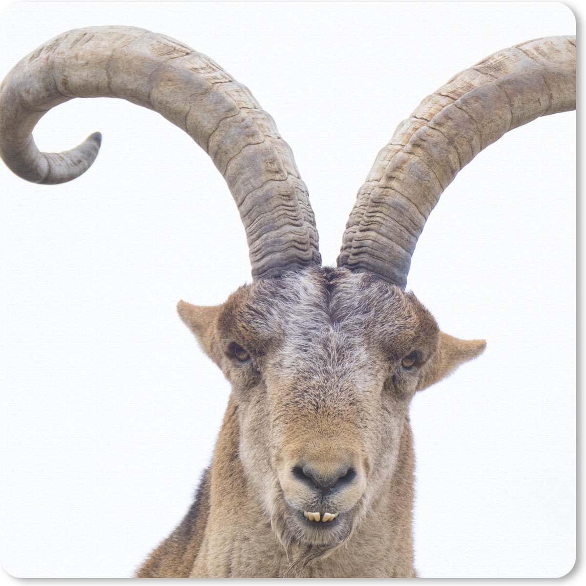 Muismat 30x30 cm - Mousepad Steenbok - Dieren - Hoorn - Muismatten