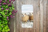 Tuinposter Groep nieuwsgierige schapen - 40x80 cm - Wanddecoratie Buiten - Tuinposter - Tuindoek - Schuttingposter - Tuinschilderij