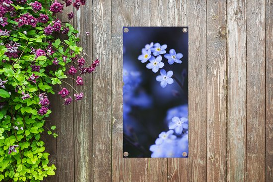 Affiche de jardin Gros plan d'un myosotis - 30x60 cm