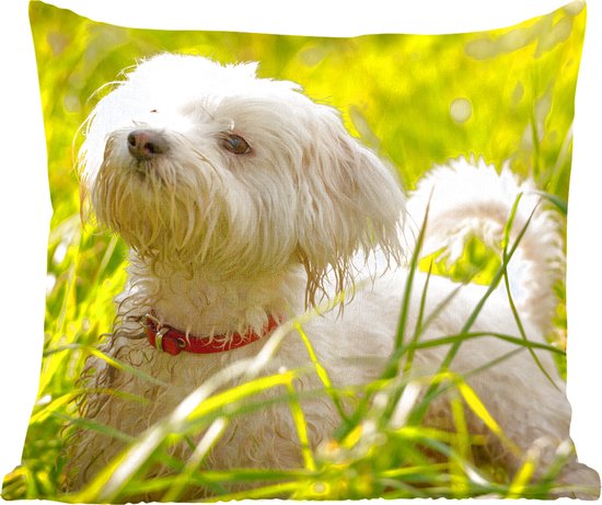Een Maltezer tussen het hoge groene gras
