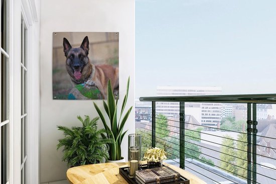 Tuinposter 50x50 cm - Tuindecoratie Mechelse herder die de bal met haar poot beet houdt - Poster voor in de tuin - Buiten decoratie - Schutting tuinschilderij - Tuindoek muurdecoratie - Wanddecoratie balkondoek