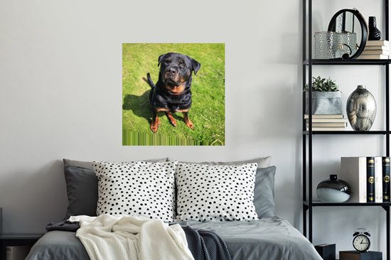 Stickers muraux - Film autocollant - Rottweiler regardant son propriétaire - 80x80 cm - Film adhésif - Stickers muraux Chambre d'enfant - Papier peint autocollant - Papier peint autocollant - Film autocollant