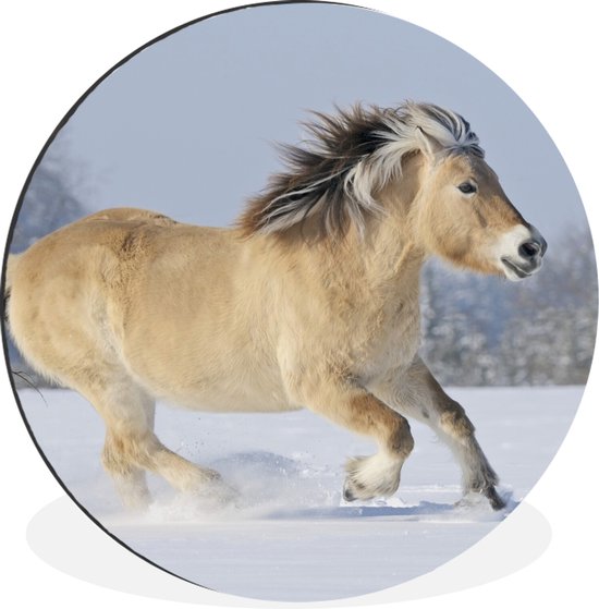 WallCircle - Wandcirkel - Muurcirkel - Fjord paard dat door de sneeuw rent - Aluminium - Dibond - ⌀ 60 cm - Binnen en Buiten