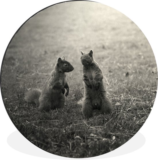 WallCircle - Wandcirkel - Muurcirkel - Twee eekhoorns in het gras - Aluminium - Dibond - ⌀ 90 cm - Binnen en Buiten