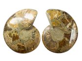 Mooie gezaagde en gepolijste Ammoniet (fossiel)  634 gram
