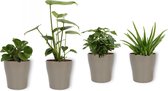 Set van 4 Kamerplanten - Aloe Vera & Asparagus Plumosus & Peperomia Green Gold & Monstera Deliciosa  - ± 25cm hoog - 12cm diameter - in zilveren metallic look pot