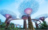 De bomen van Gardens by the Bay in Singapore bij daglicht - Foto op Forex - 90 x 60 cm