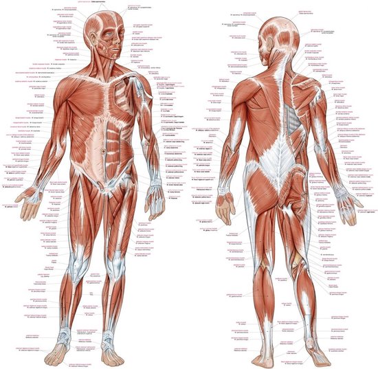Anatomie poster Spieren Groot 70 x 100 cm