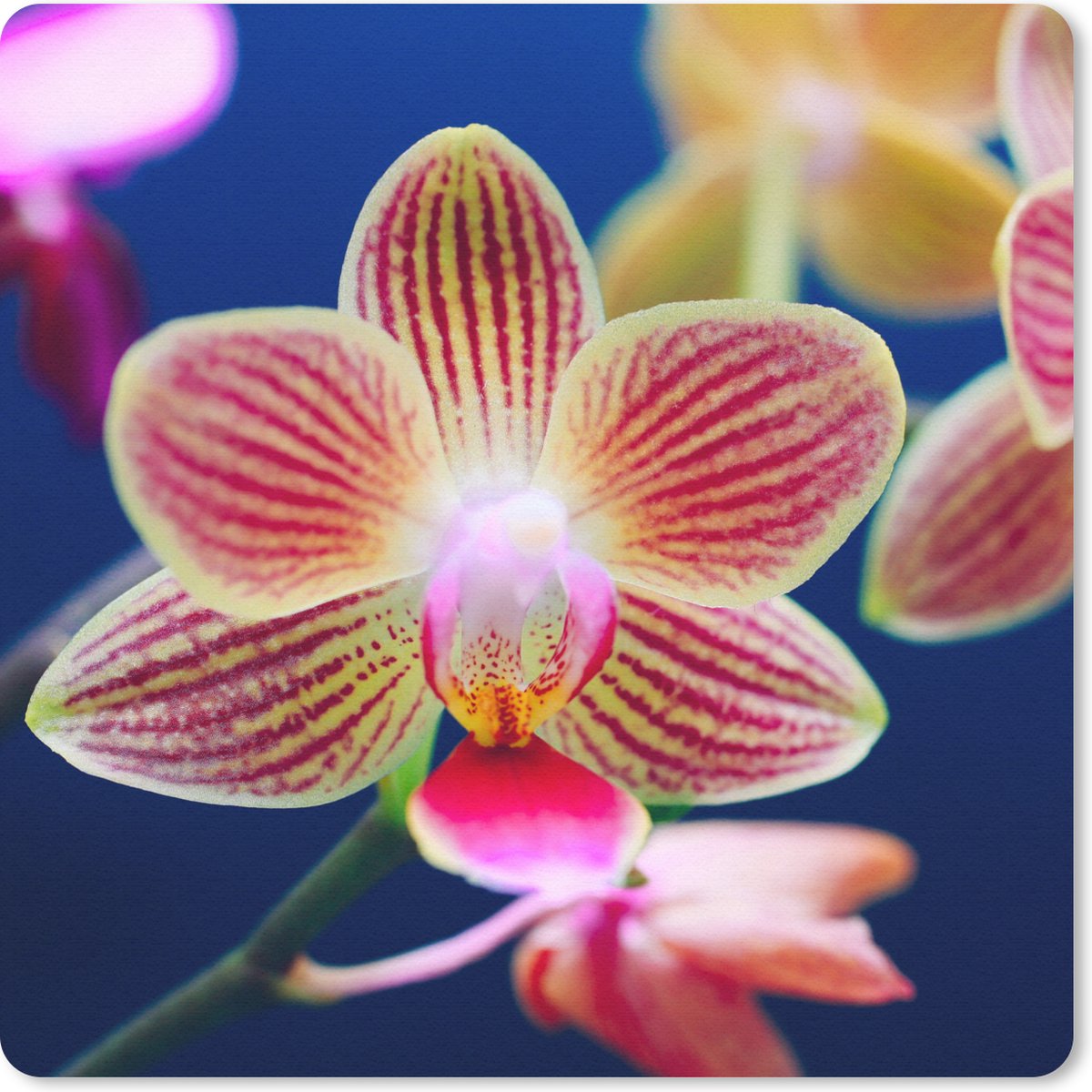 Muismat 30x30 cm - Mousepad Tegen Orchid - Muismatten