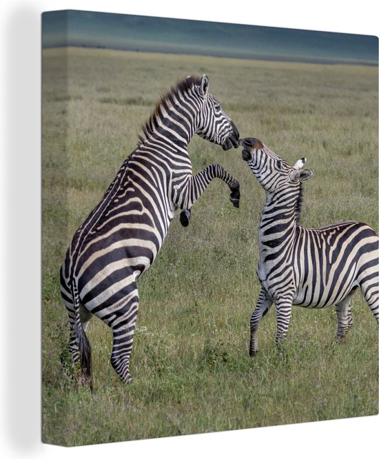 Tableau sur toile Zèbres qui jouent - 50x50 cm - Décoration murale