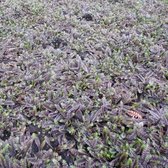 6x Leptinella squalida ‘Platt’s Black’ - Speldenkussenplant - Pot 9x9 cm