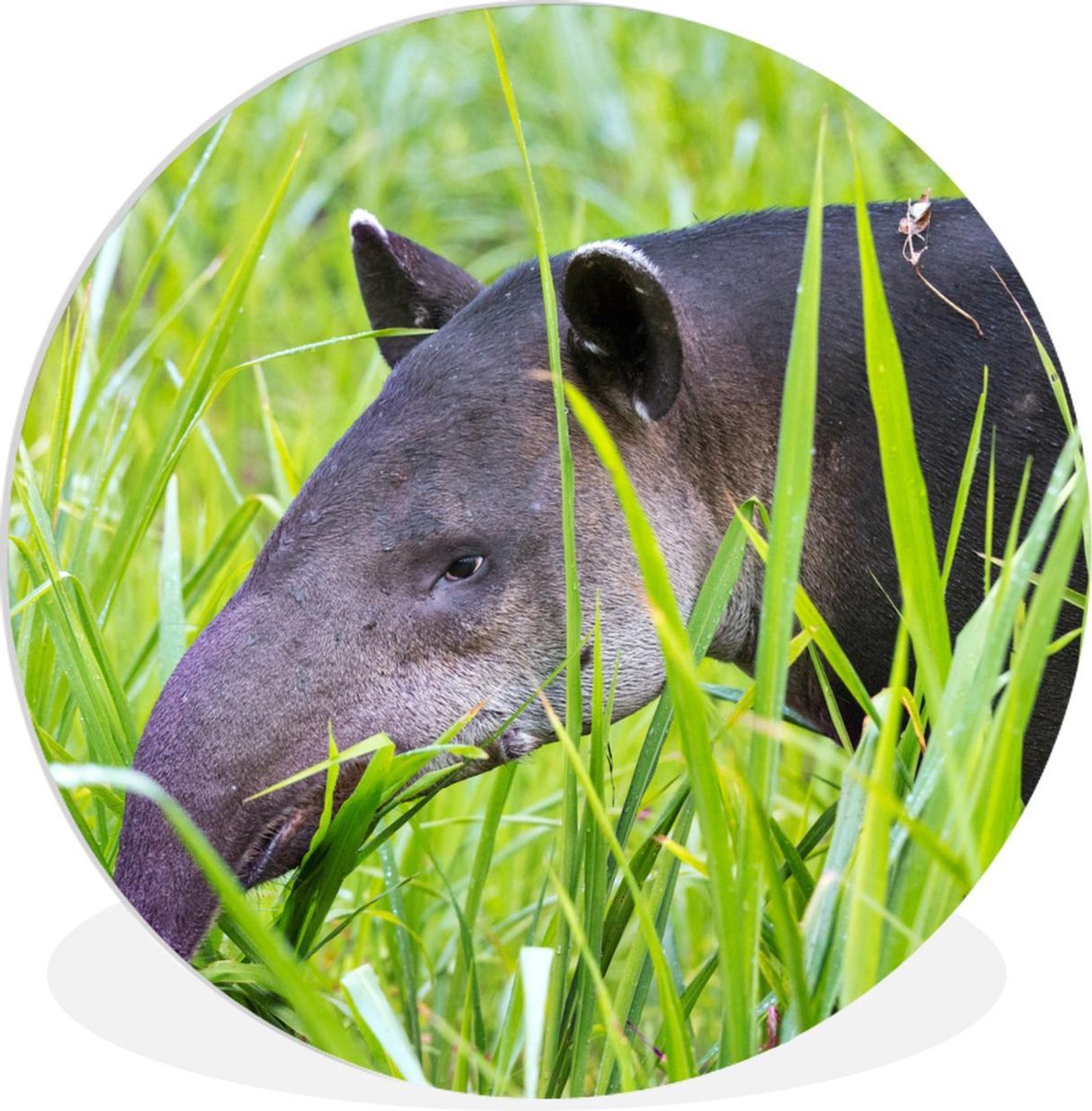Tapir d'Amérique centrale dans le parc national du Costa Rica Assiette en  plastique... | bol.com