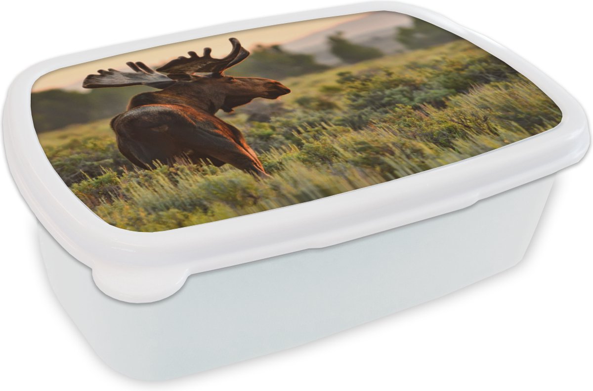Broodtrommel Wit - Lunchbox - Brooddoos - Eland op een open grasveld - 18x12x6 cm - Volwassenen