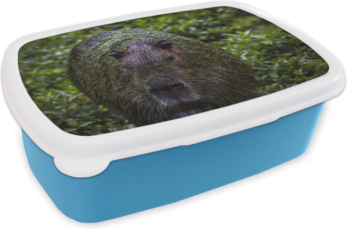 Broodtrommel Blauw - Lunchbox - Brooddoos - Vieze capibara - 18x12x6 cm - Kinderen - Jongen