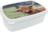 Broodtrommel Wit - Lunchbox - Brooddoos - Schotse hooglander - Portret - Natuur - 18x12x6 cm - Volwassenen