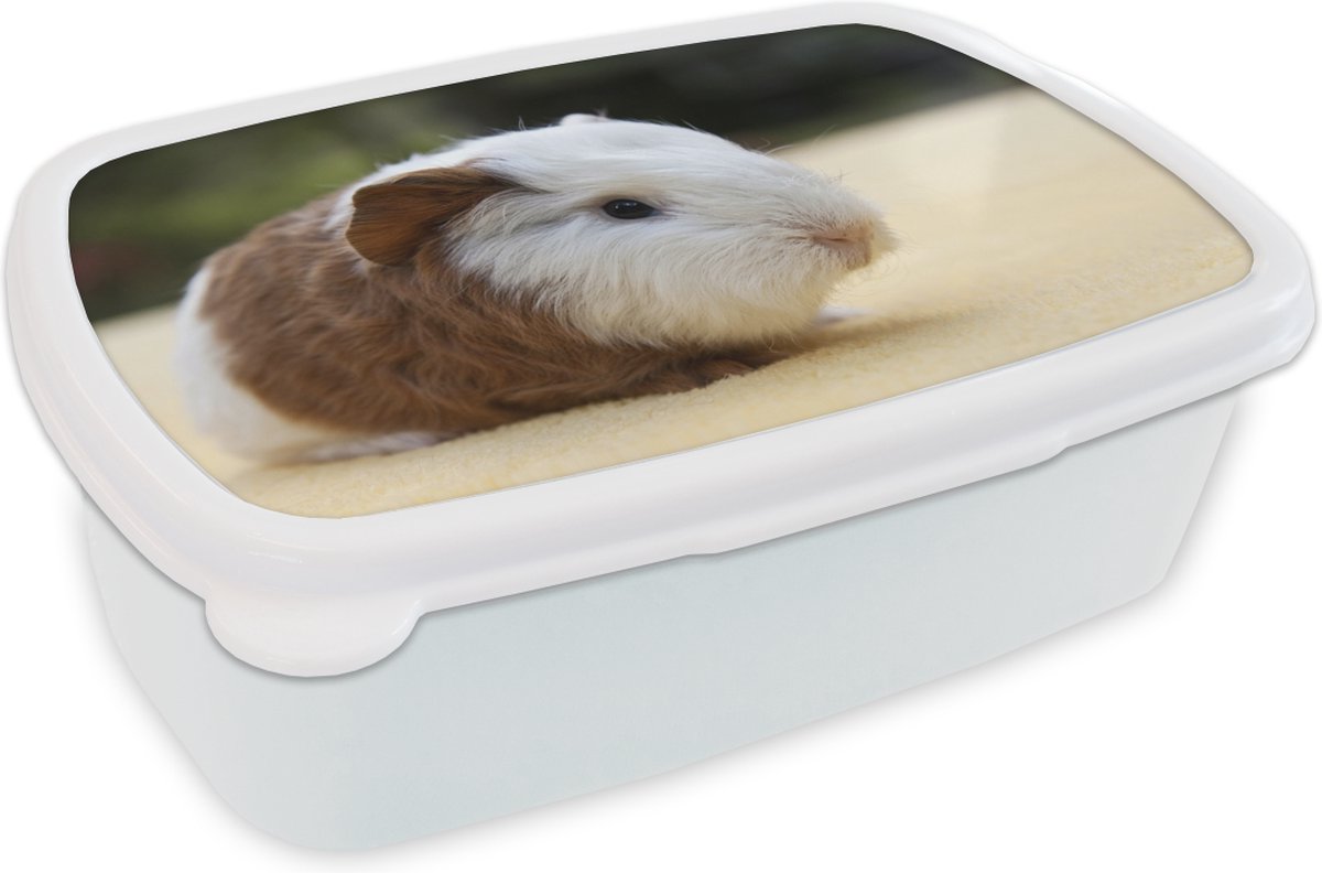 Broodtrommel Wit - Lunchbox - Brooddoos - Jonge cavia - 18x12x6 cm - Volwassenen