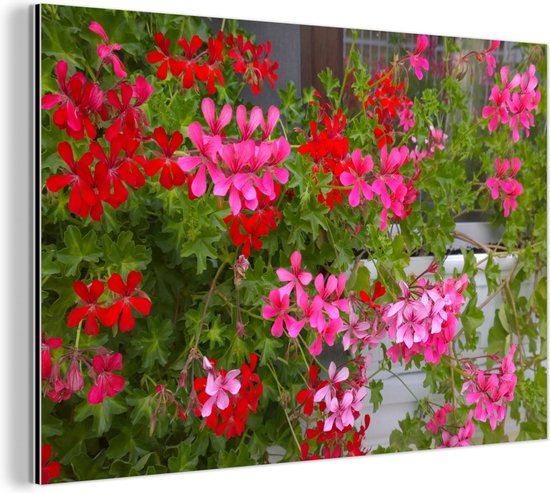 Wanddecoratie Metaal - Aluminium Schilderij Industrieel - Geranium bloemen in de tuin - 30x20 cm - Dibond - Foto op aluminium - Industriële muurdecoratie - Voor de woonkamer/slaapkamer