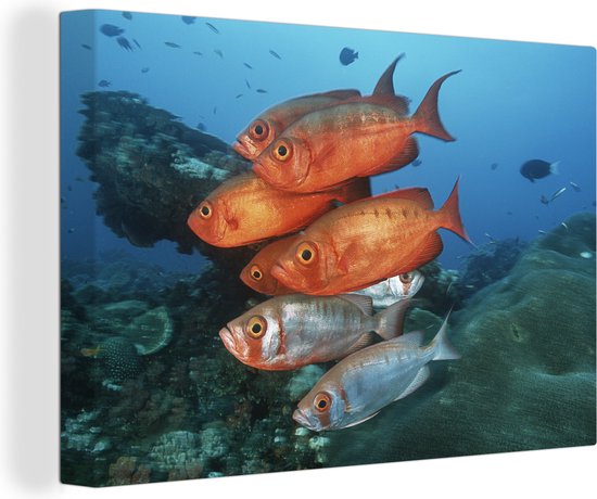 Rode en grijze vissen bij Zuid-Afrika Canvas 120x80 cm - Foto print op Canvas schilderij (Wanddecoratie)
