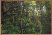 JUNIQE - Poster met kunststof lijst Australian Bushland -20x30 /Groen