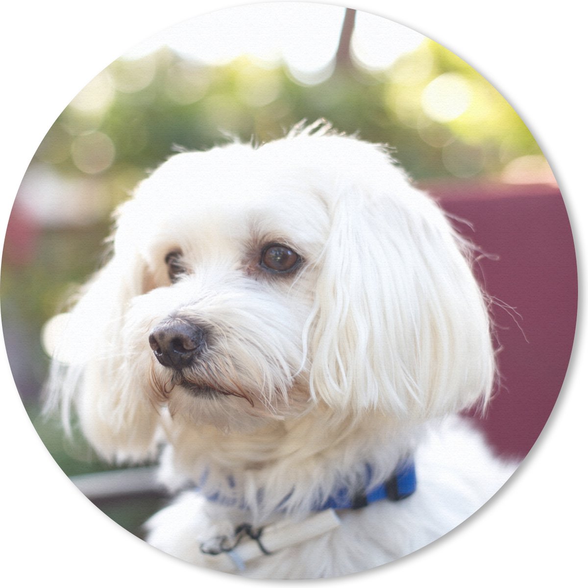 Muismat rond 40x40 cm - Mousepad Schattige Maltezer hond - Ronde muismatten