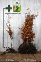 25x | Beukenhaag | Groene beuk Blote wortel 80-100 cm Extra kwaliteit | inclusief wortelbevordering ROOTGROW 150g | Fagus sylvatica