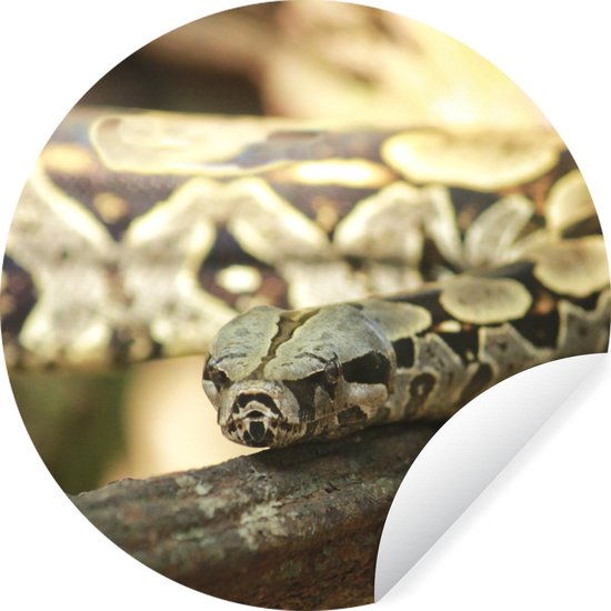 Behangcirkel – Anaconda – Takken – Slang – 30×30 cm – Muurcirkel – Zelfklevend – Ronde Behangsticker