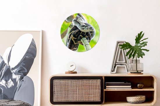 Cercle de papier peint - Anaconda - Arbre - Serpent - ⌀ 30 cm - Cercle de mur - Autocollant - Sticker papier peint