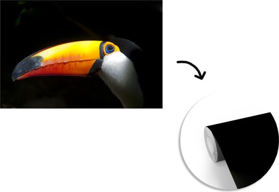 Papier peint Papier peint photo en vinyle - Toucan géant sur fond noir largeur 360 cm x hauteur 240 cm - Tirage photo sur papier peint (disponible en 7 tailles)